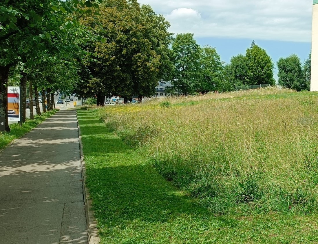 Une prairie fribourgeoise riche en biodiversité en milieu bâti illustre la tendance actuelle.