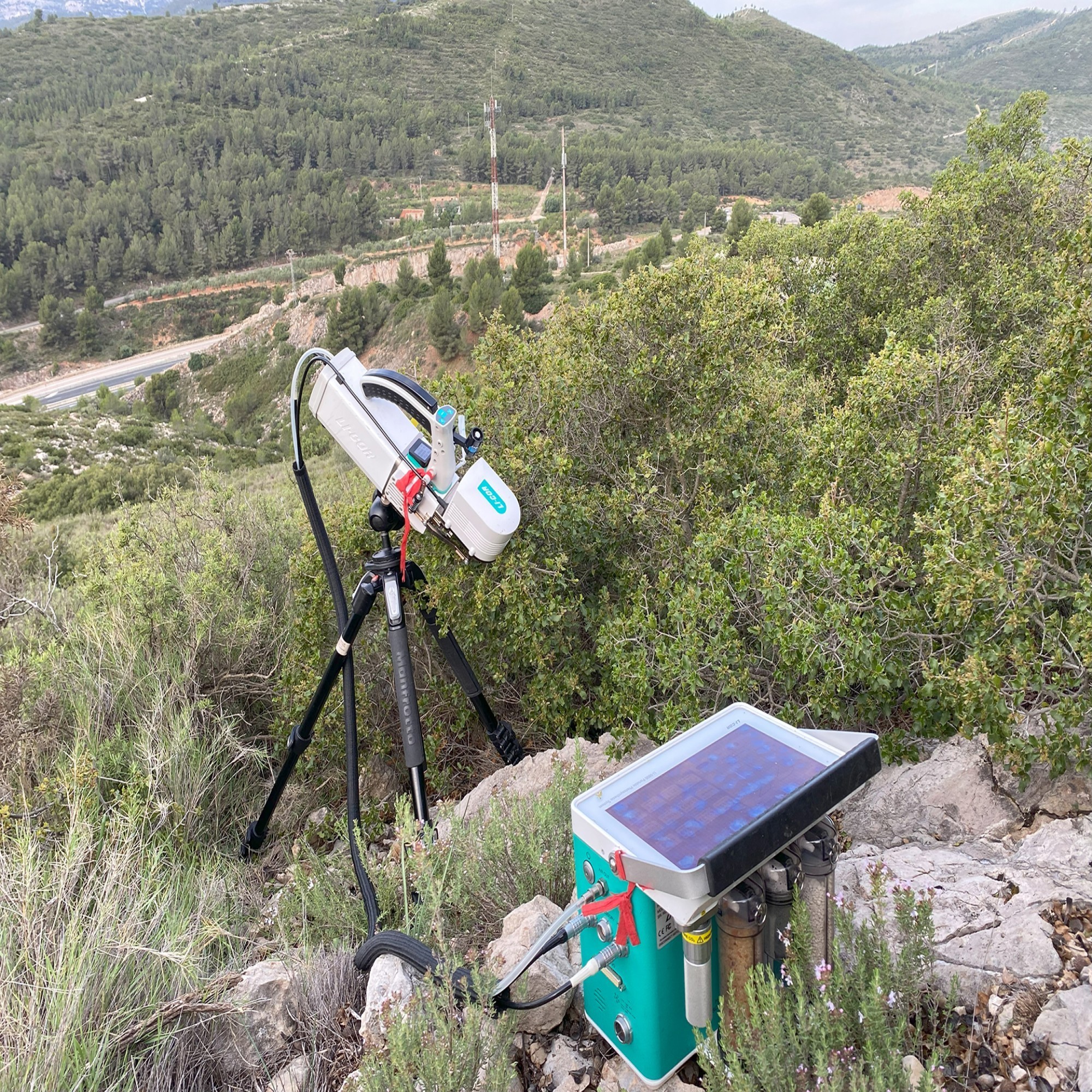 Installation d'un appareil Licor dans une forêt de chênes kermès en Espagne (Valence).