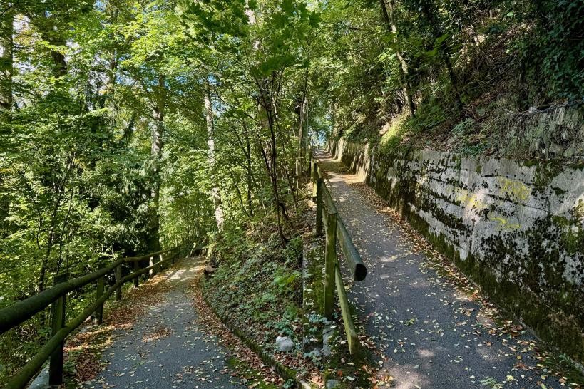 La coupe forestière au sein de la forêt des Bosquets à Vevey (VD) apportera plus de lumière au sous-bois et contribuera à son rajeunissement.