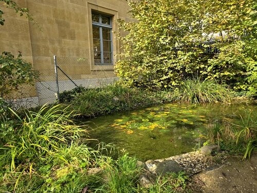 Cour végétalisée Collège Terreaux Neuchâtel