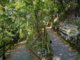 La coupe forestière au sein de la forêt des Bosquets à Vevey (VD) apportera plus de lumière au sous-bois et contribuera à son rajeunissement.