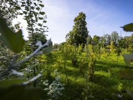 La Ville de Lausanne ambitionne ainsi une couverture de 30 % de son territoire par la canopée en 2040,.