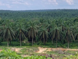 Palmiers à huile Sumatra